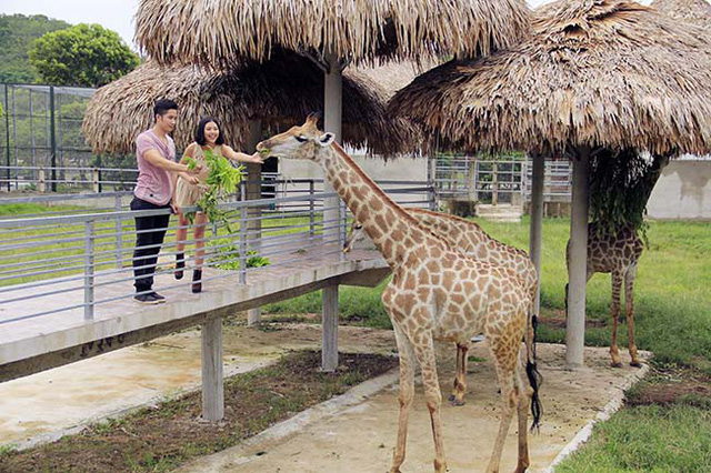 Khu vườn thú hoang dã Mường Thanh Safari với hơn 2000 cá thể động vật quý hiếm