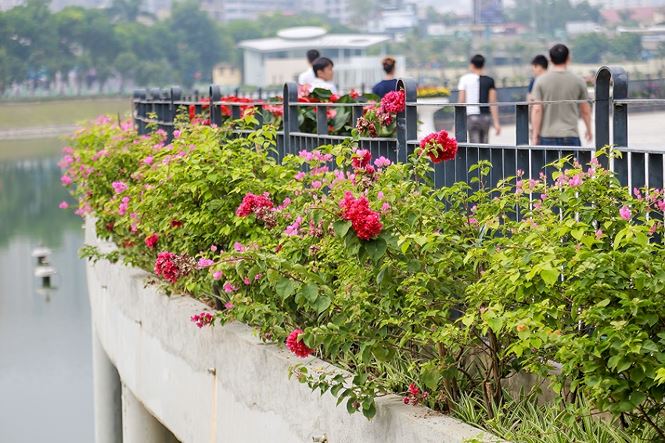 Hoa đa dạng loài và màu sắc được trồng nhiều quanh công viên.