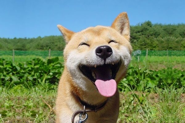 Liệu chúng có đáng bị đối xử như vậy không?
