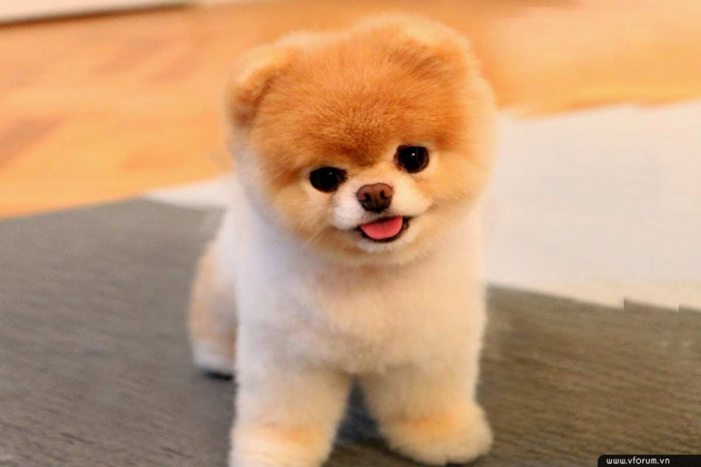 hinh-anh-dep-ve-cho-boo-cute-8