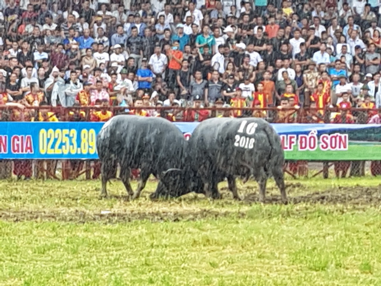 Người hâm mộ đội mưa đến Lễ hội chọi trâu Đồ Sơn 2018