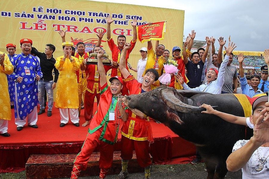Chung kết chọi trâu Đồ Sơn 2018: Ông trâu số 12 xứng đáng vô địch