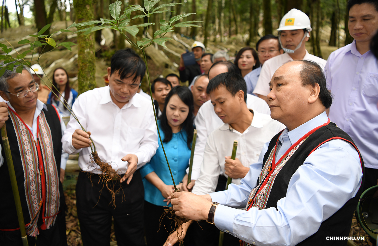 Phát triển ngành công nghiệp trồng và chế biến sâm Ngọc Linh