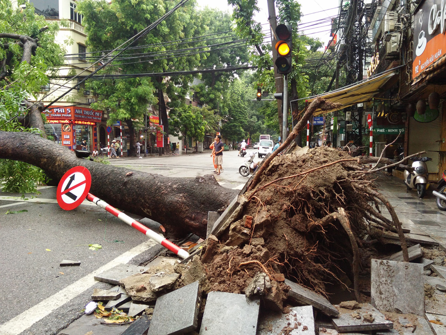 Hà Nội: Mưa lớn khiến cây to bật gốc, nhiều nhà dân và một xe ô tô hư hỏng