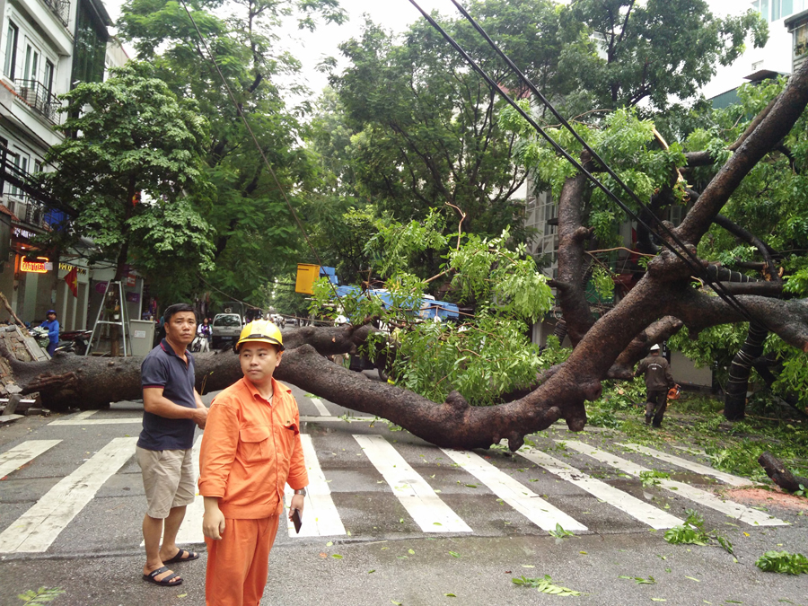 Hà Nội: Mưa lớn khiến cây to bật gốc, nhiều nhà dân và một xe ô tô hư hỏng