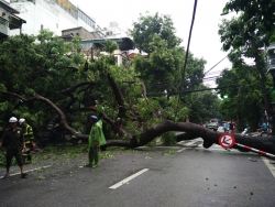 Hà Nội: Mưa lớn khiến cây to bật gốc, nhiều nhà dân và một xe ô tô hư hỏng