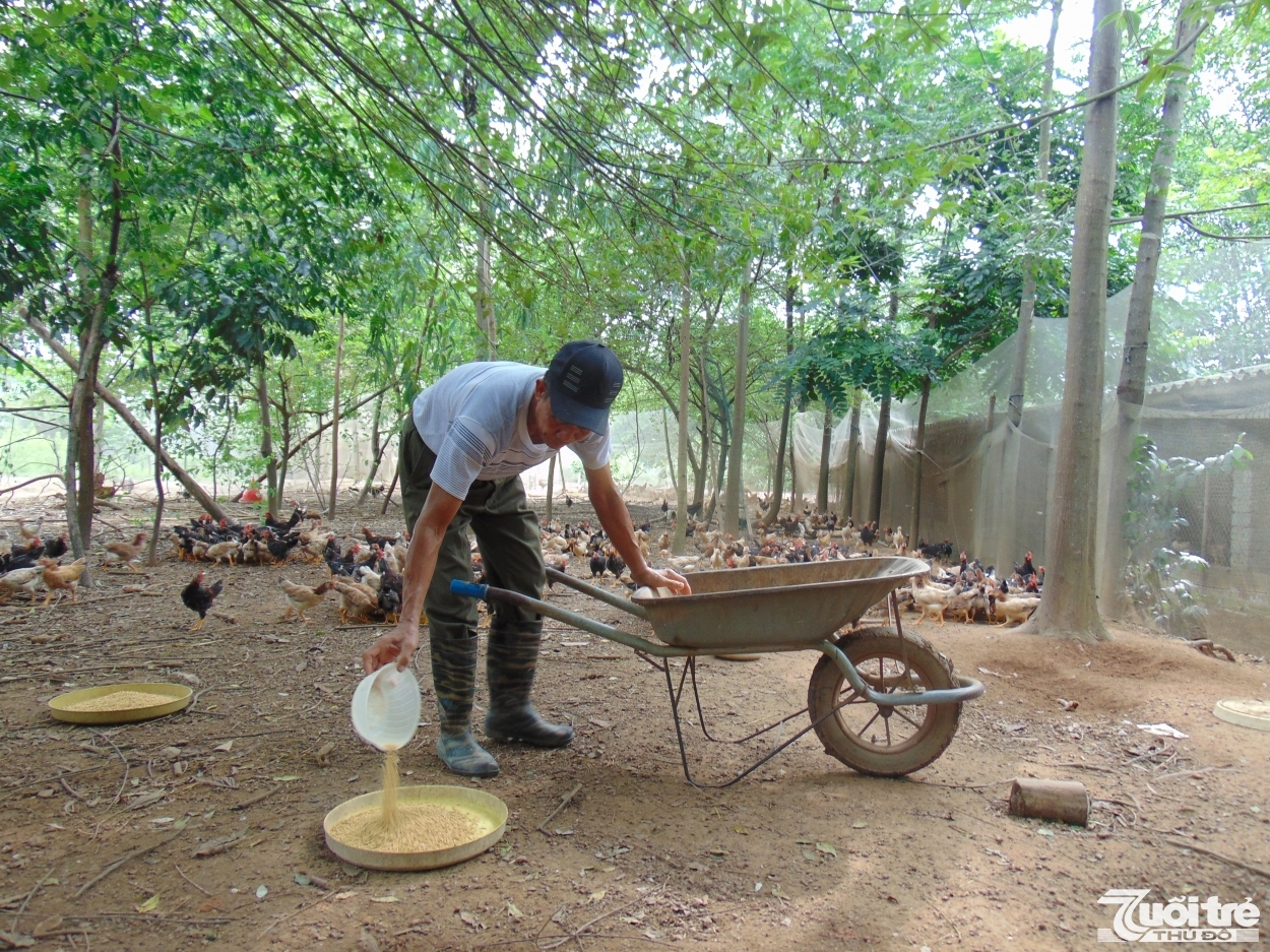 Giống gà Mía tương đối dễ nuôi, chỉ cần cho ăn đầy đủ bằng các loại thức ăn có sẵn như thóc, ngô, khoai, sắn, rau, cỏ… và nuôi cách ly trong các vườn trại theo mô hình thả vườn sẽ cho năng suất và chất lượng thịt cao hơn