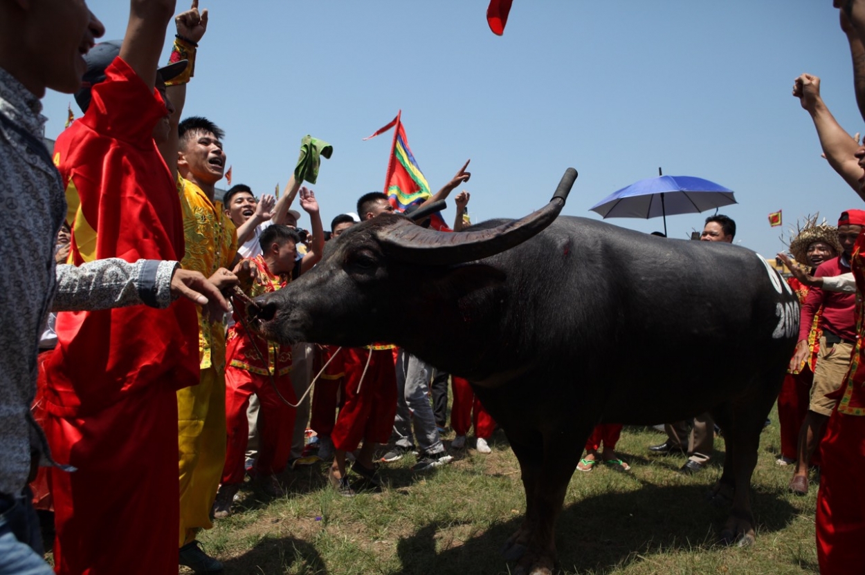 Lễ hội chọi trâu Đồ Sơn 2019: Những màn tranh tài gay cấn