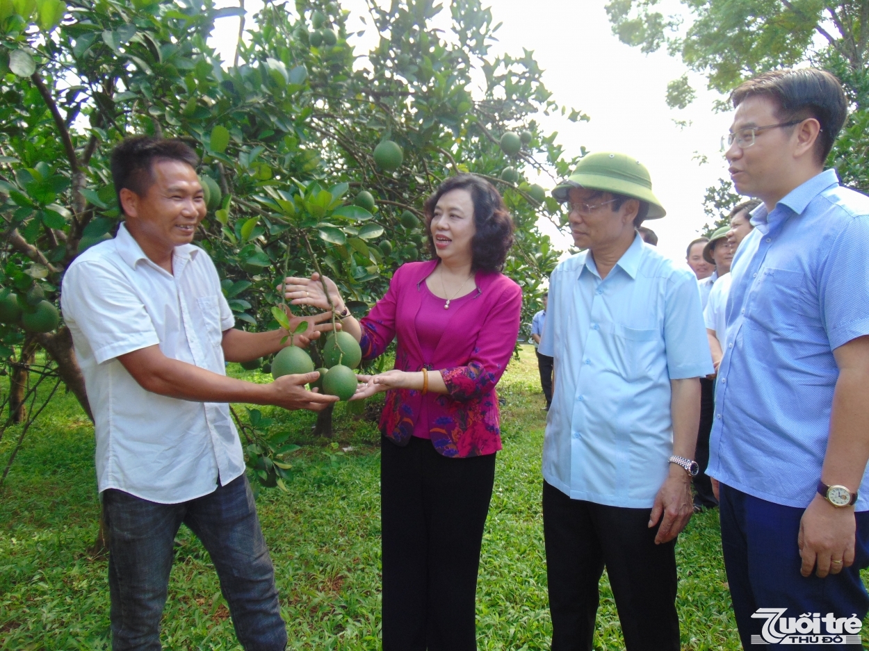 Phó Bí thư Thường trực Thành ủy Hà Nội Ngô Thị Thanh Hằng tham quan mô hình trồng bưởi Diễn tại huyện Chương Mỹ (Hà Nội)