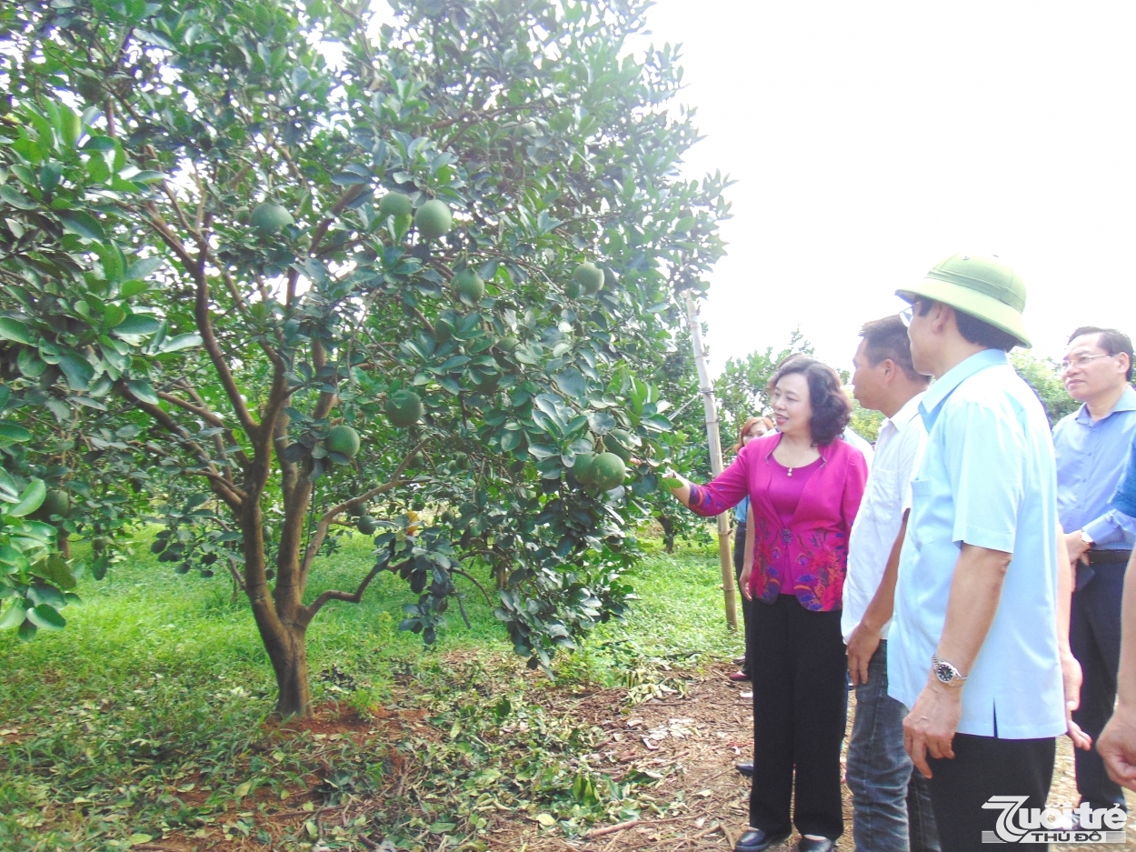 Hiện Hà Nội có nhiều mô hình trồng cây ăn quả đặc sản, đem lại giá trị kinh tế cao cho người dân