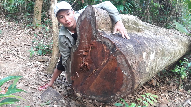 Thanh Hoá: Rừng xanh không ngừng