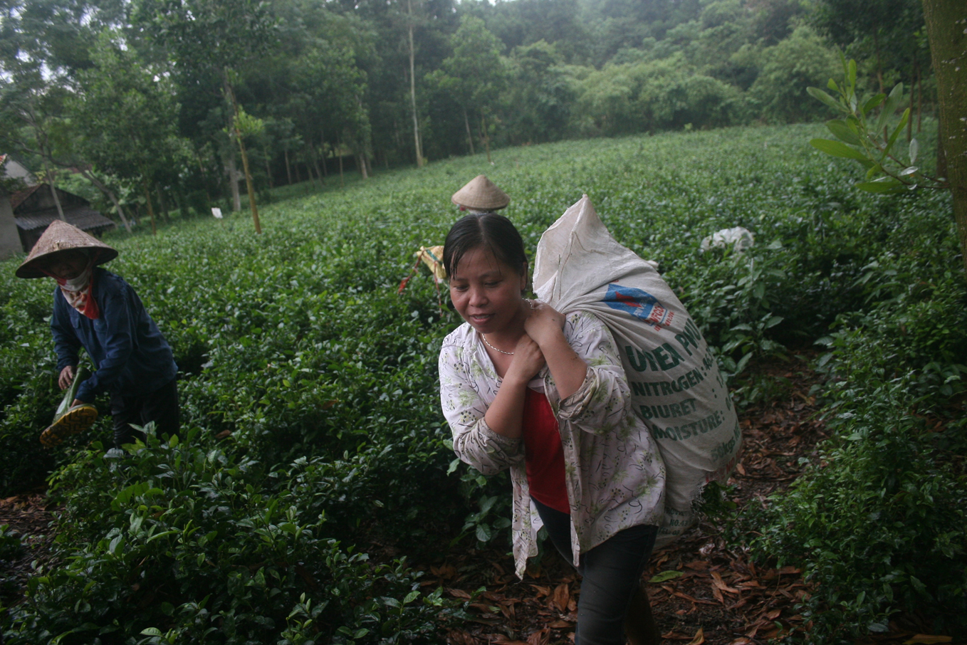 Chè Ba Vì “thắng lớn” nhờ bí kíp chăm sóc đặc biệt
