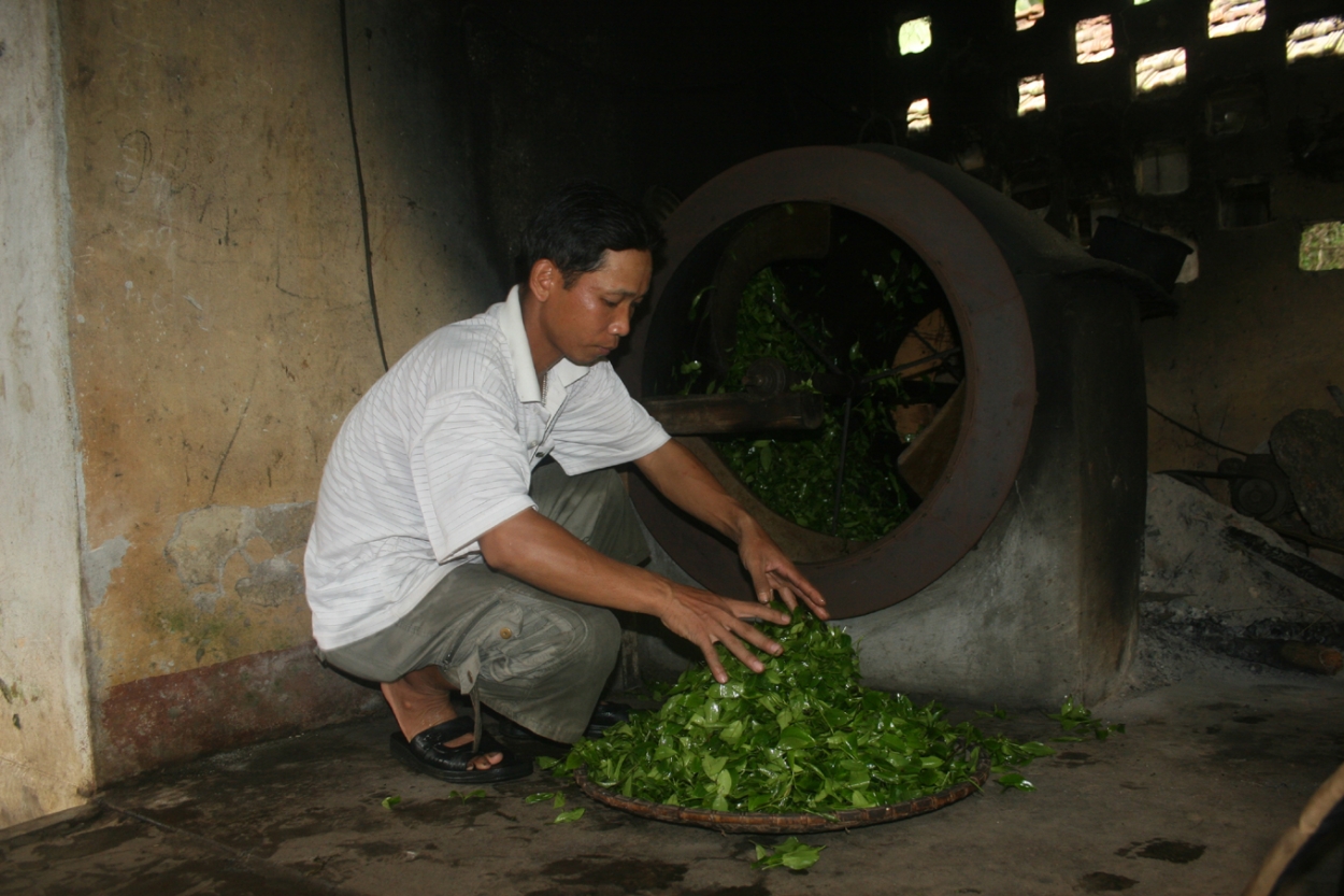 Chè Ba Vì “thắng lớn” nhờ bí kíp chăm sóc đặc biệt