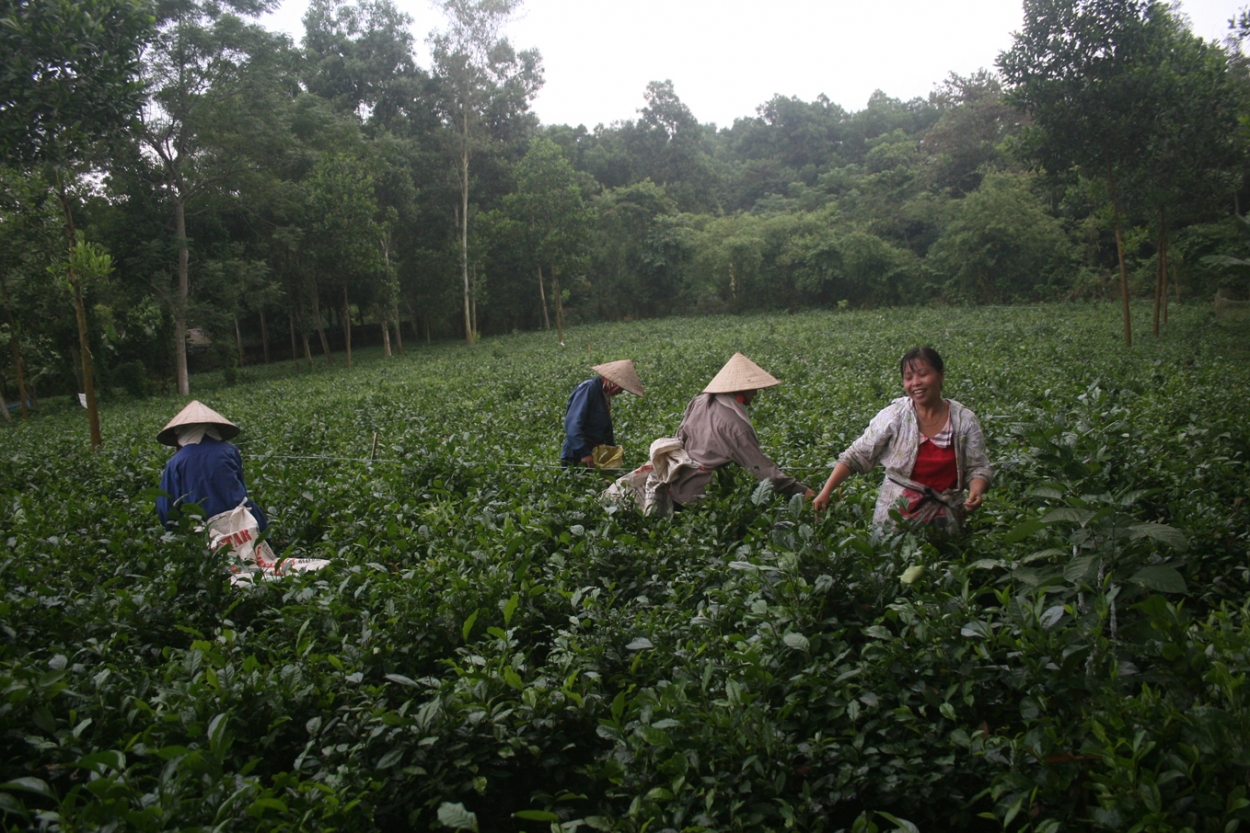 Chè Ba Vì “thắng lớn” nhờ bí kíp chăm sóc đặc biệt