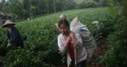 Chè Ba Vì “thắng lớn” nhờ bí kíp chăm sóc đặc biệt