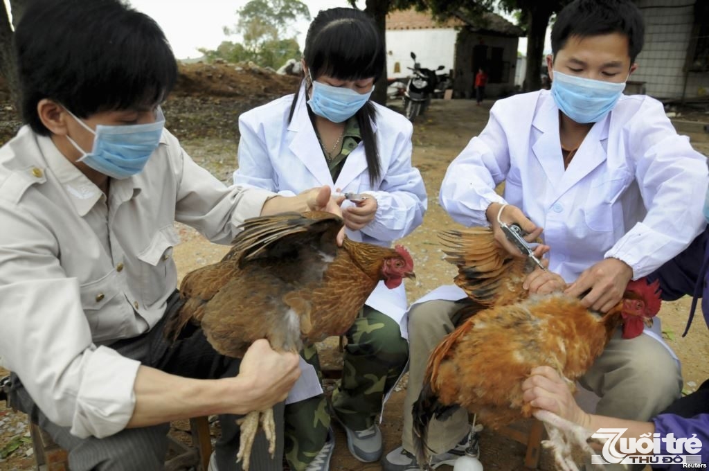Các hộ chăn nuôi phải chủ động thực hiện các biện pháp tiêm phòng dịch cúm gia cầm để tránh dịch bệnh bùng phát và lây lan