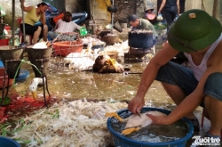 Hà Nội chủ động phương án phòng chống dịch cúm gia cầm