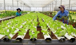 Hà Nội: Đưa cán bộ trẻ về làm việc tại các hợp tác xã nông nghiệp