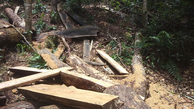 Những gốc gỗ thông lớn bị người dân tận thu lấy phần lõi