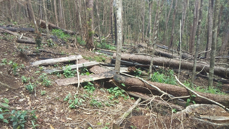 Quang cảnh cánh rừng thông bị người dân đất sạch để làm rẫy từ khoảng tháng 3/2019