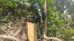 Kon Tum: Vụ rừng thông bị xâm hại, cơ quan chức năng phủ nhận