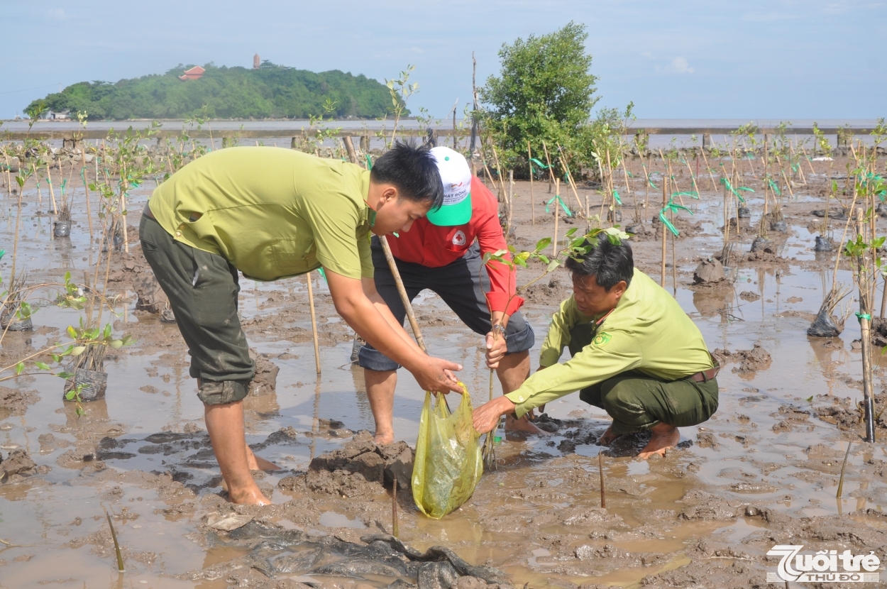 Các tỉnh vùng Đồng bằng sông Cửu Long cần tích cực trồng rừng ngập mặn nhằm bảo vệ con người, nhà cửa và ruộng rẫy khỏi thiên tai như bão, ngập lụt và sóng triều