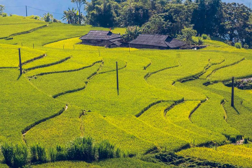 Toàn huyện Hoàng Su Phì (Hà Giang) có khoảng 3.000 ha ruộng bậc thang trải khắp các đồi núi.