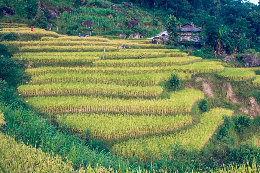 Hoàng Su Phì mộc mạc và nên thơ trong mùa lúa chín, lãng mạn hơn trong tiết trời của mùa thu, nơi đây chắc chắn là điểm dừng chân lý tưởng cho khách du lịch thập phương.