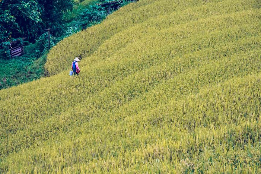 Những cánh đồng vàng trải dài.