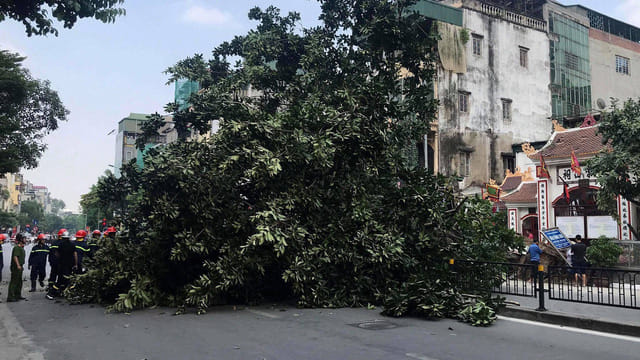 Hà Nội: Cây cổ thụ đổ gục, chắn ngang đường Tôn Đức Thắng