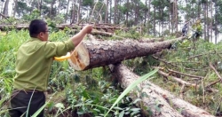 Yêu cầu Chủ tịch Lâm Đồng kiểm tra, làm rõ các vụ phá rừng trên địa bàn