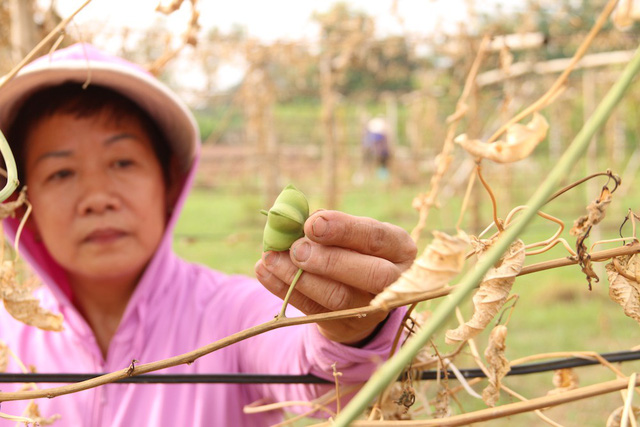 Hà Nội: Vườn dược liệu trị giá hàng trăm triệu bị chặt phá trong đêm
