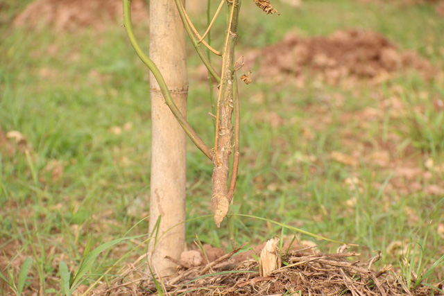 Những cây sa chi héo khô bởi những nhát dao chặt đứt gốc khiến cho chủ nhân và những người làm vườn rất đau xót.