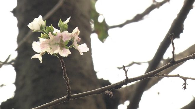 Hoa anh đào nở sớm ở Nhật Bản (Ảnh: BBC)