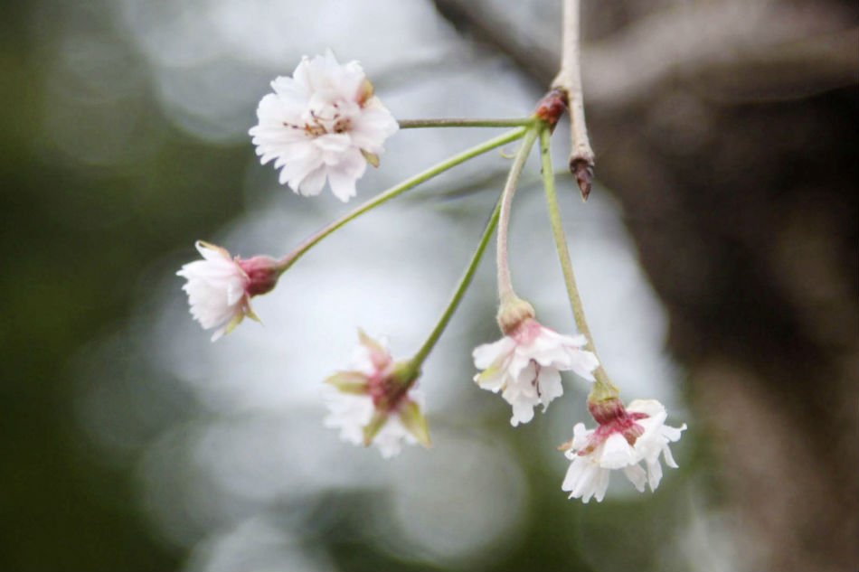Thời tiết khác thường, hoa anh đào Nhật nở sớm