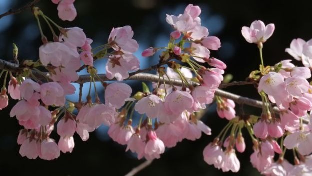 Thời tiết khác thường, hoa anh đào Nhật nở sớm