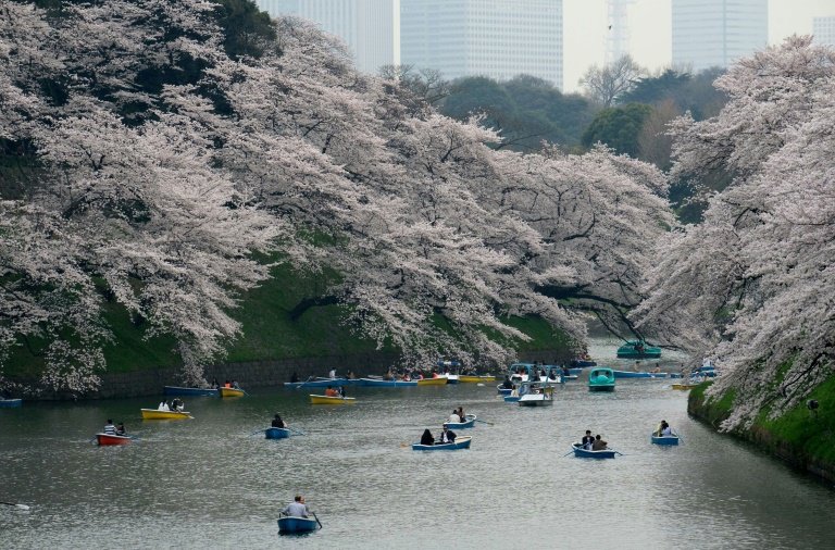 Mùa hoa anh đào nở thu hút rất đông du khách đến thăm Nhật Bản