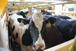 200 cô bò sữa hữu cơ "cưỡi" máy bay từ Úc về Việt Nam
