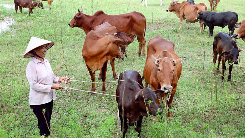 Chăn nuôi bò thịt chất lượng cao góp phần ổn định nguồn cung thực phẩm