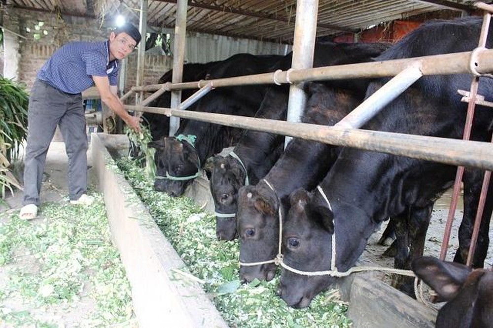 Mô hình chăn nuôi bò thịt chất lượng cao tại huyện Ba Vì (Hà Nội)