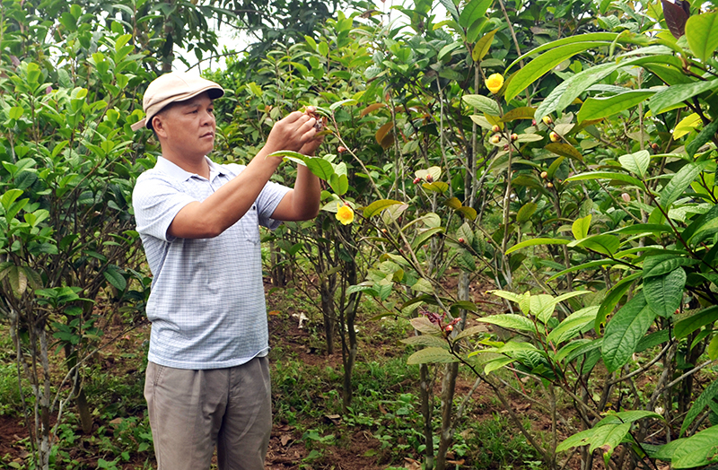 Phát triển cây dược liệu trà hoa vàng thành sản phẩm OCOP