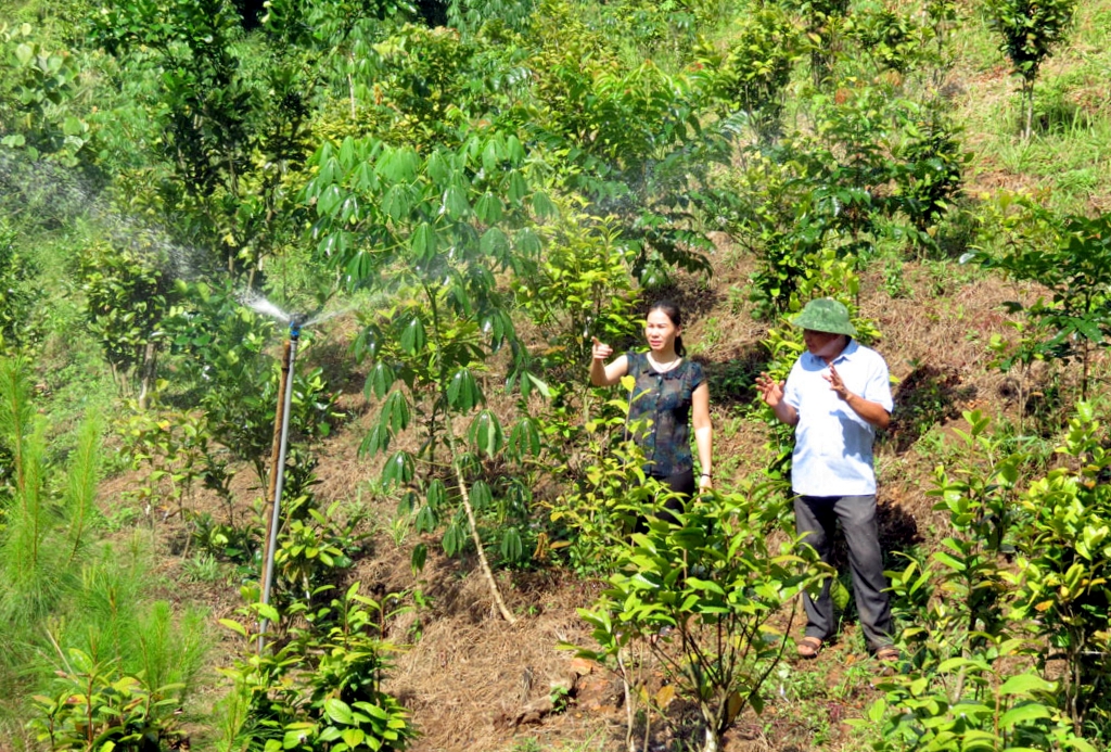 Huyện Ba Chẽ (Quảng Ninh) đang tập trung nhân rộng mô hình trồng cây dược liệu trà hoa vàng