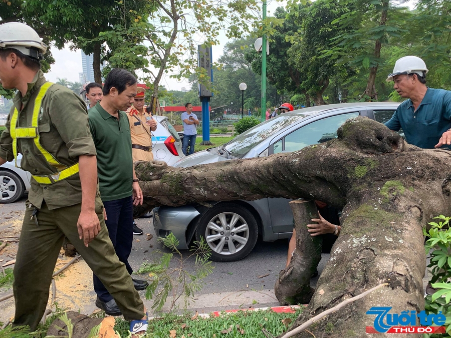 Hà Nội: Cây xanh bất ngờ bật gốc đổ đè vào ô tô trên đường Thanh Niên