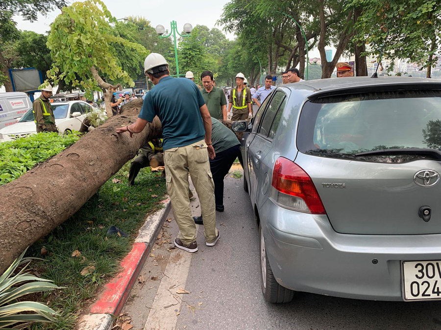 Hà Nội: Cây xanh bất ngờ bật gốc đổ đè vào ô tô trên đường Thanh Niên