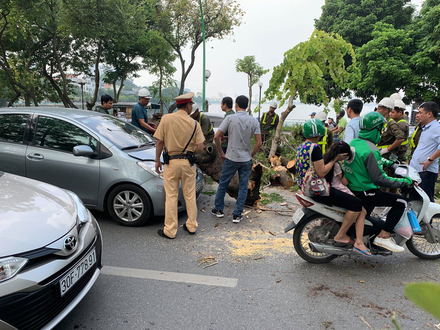 Hà Nội: Cây xanh bất ngờ bật gốc đổ đè vào ô tô trên đường Thanh Niên