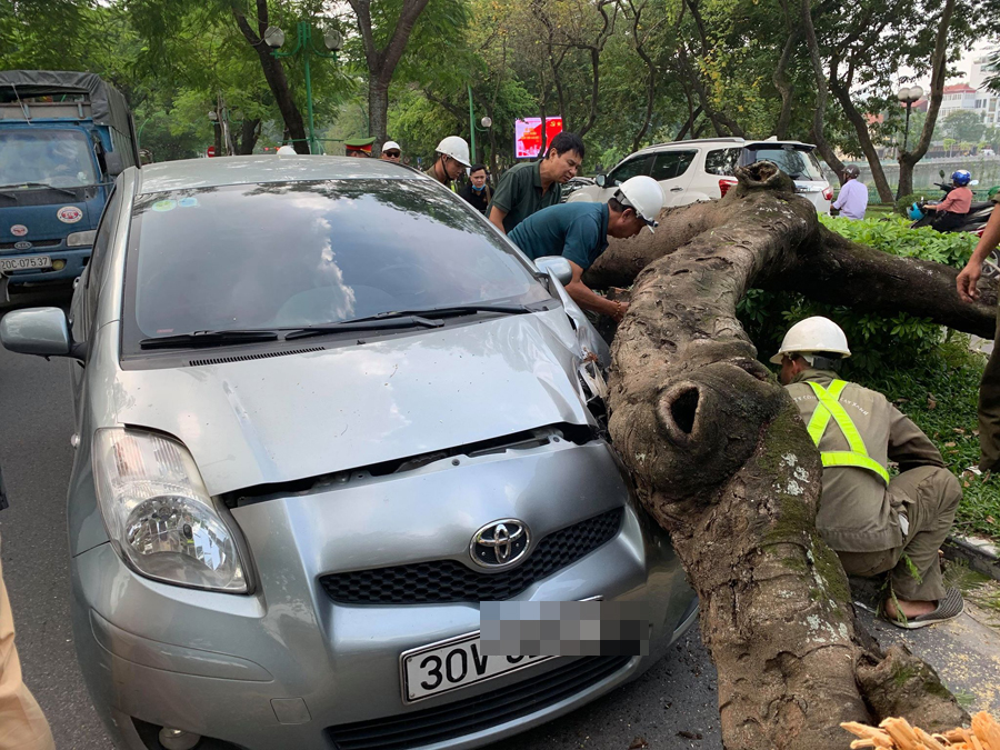 Hà Nội: Cây xanh bất ngờ bật gốc đổ đè vào ô tô trên đường Thanh Niên