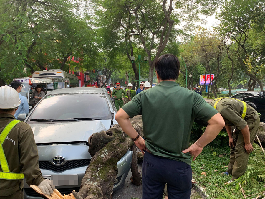 Hà Nội: Cây xanh bất ngờ bật gốc đổ đè vào ô tô trên đường Thanh Niên