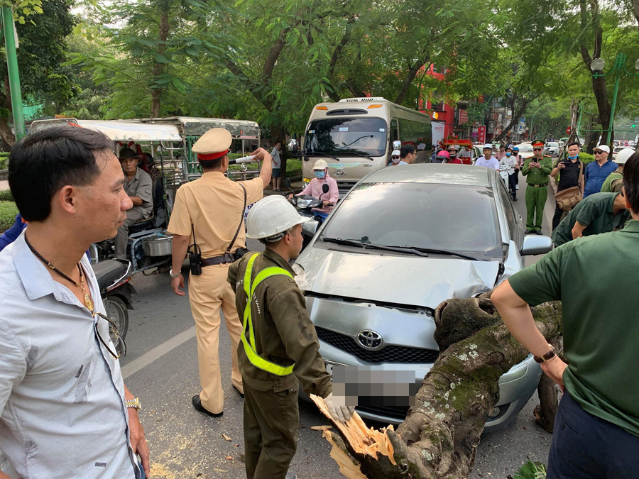 Hà Nội: Cây xanh bất ngờ bật gốc đổ đè vào ô tô trên đường Thanh Niên