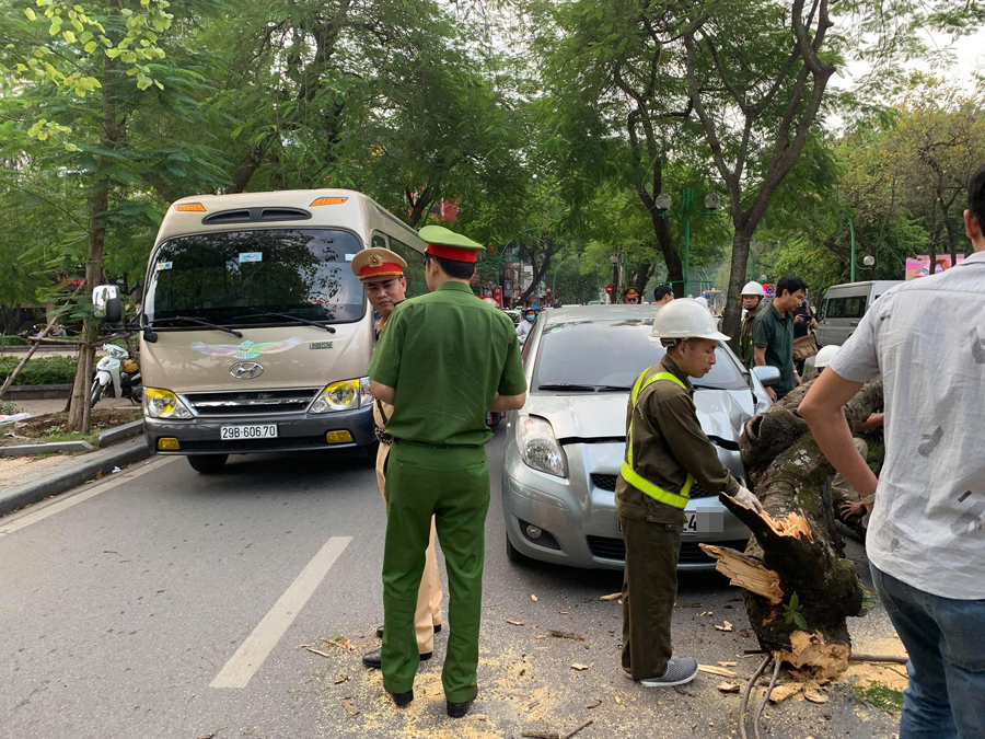 Hà Nội: Cây xanh bất ngờ bật gốc đổ đè vào ô tô trên đường Thanh Niên