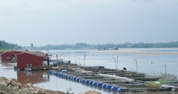 Phú Thọ: Sông Đà cạn nước, người dân nuôi cá lồng lâm cảnh nợ nần